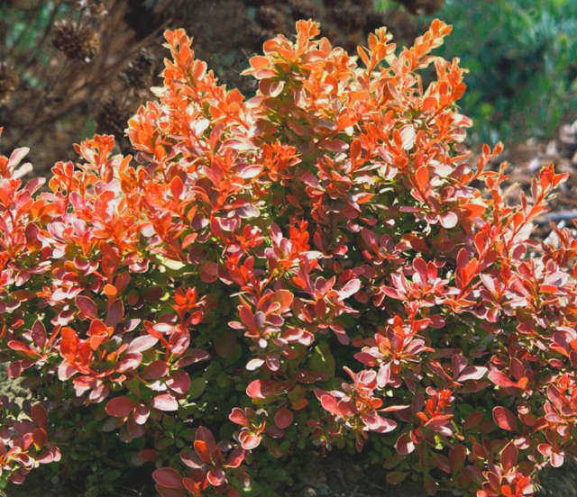 Berberis Thunberga Admiration