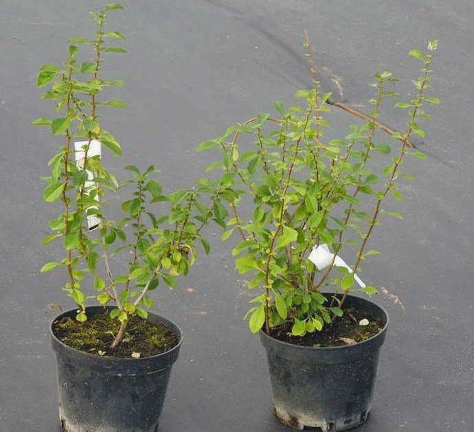 Саженцы китайской айвы