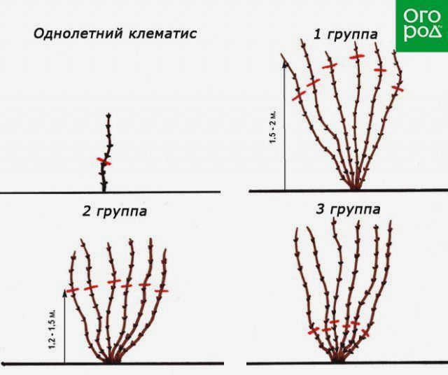 Схема зимней обрезки клематиса