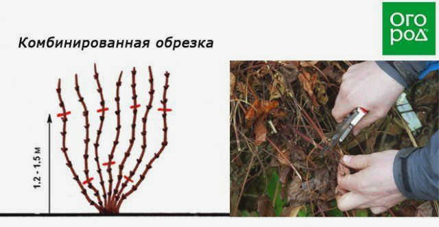 Схема обрезки клематиса в комбинации