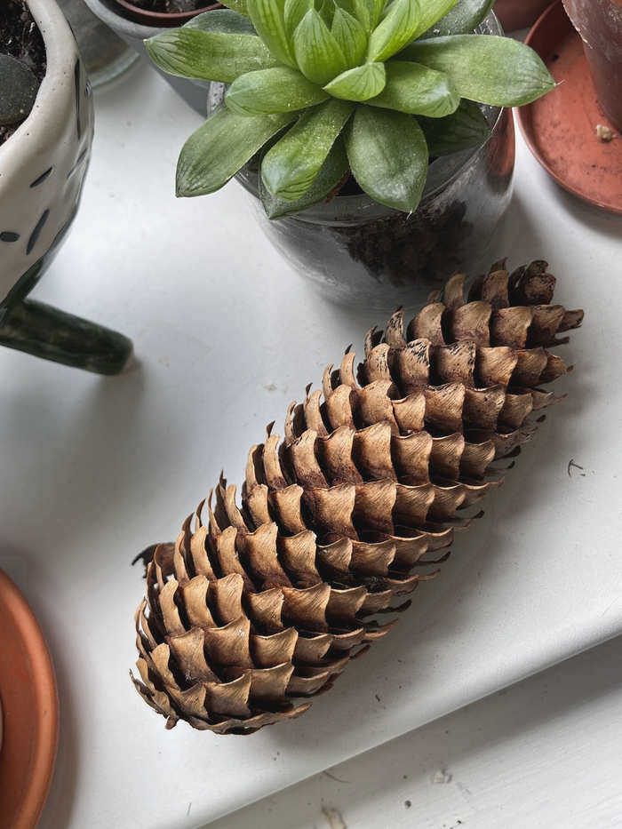 Bespoke female cones) Хвойные, Ботаника, Растения, Шишки, Размножение, Цветы, Дерево, Видео, Молчание, Longpost