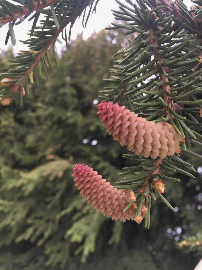 Bespoke female cones) Хвойные, Ботаника, Растения, Шишки, Размножение, Цветы, Дерево, Видео, Молчание, Longpost