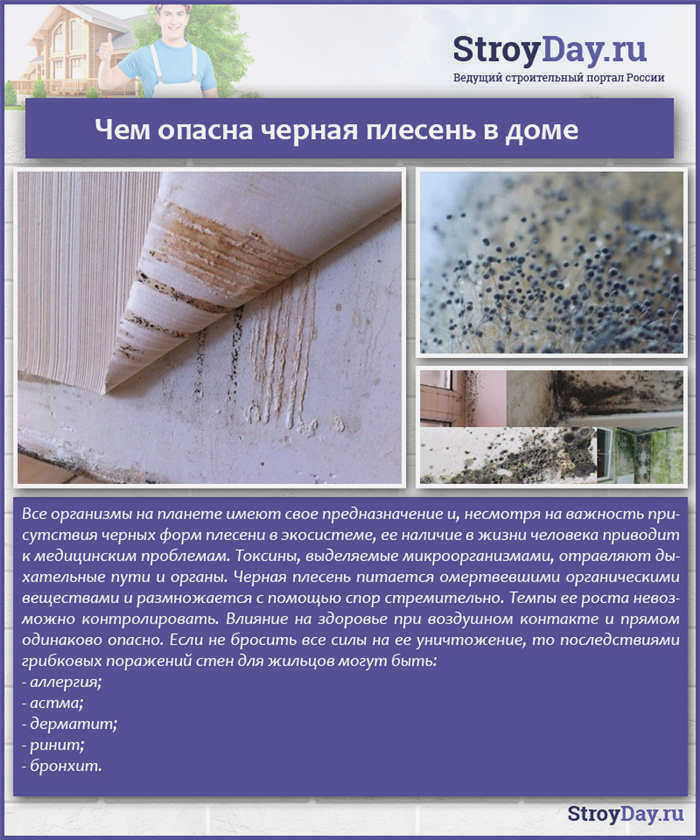 Что вызывает черную плесень в доме