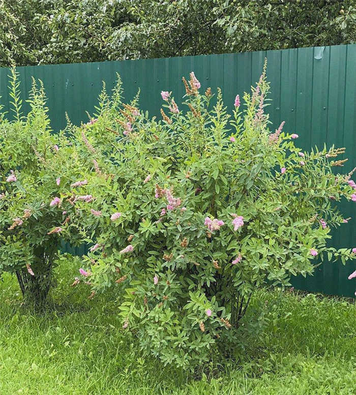 Цветущая верхушечная ива Spiraea willowolifolia