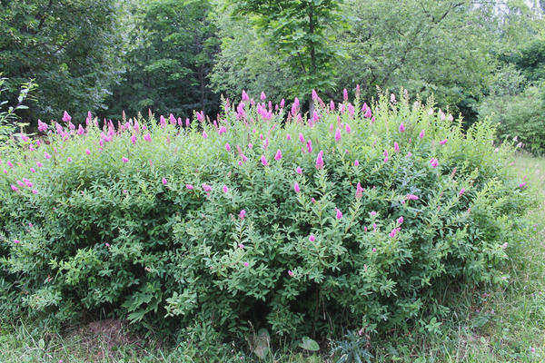 Быстрорастущая спирея иволистная (Spiraea willowolifolia)