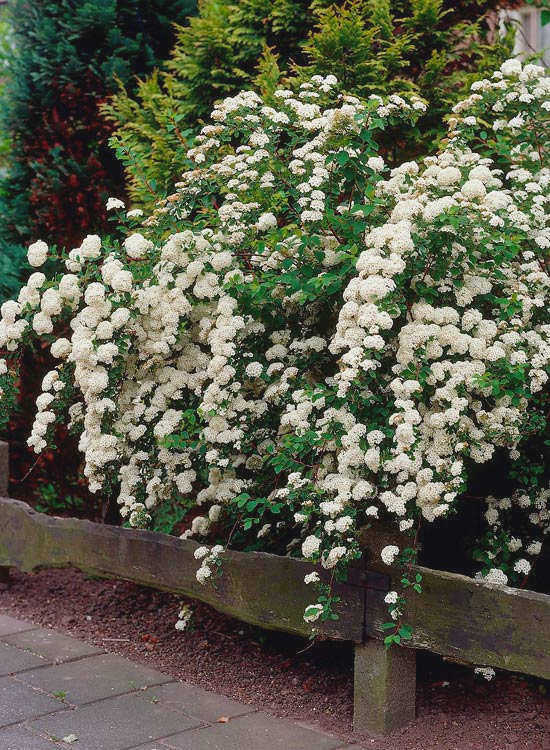 Spiraea arguta