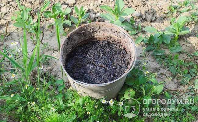 Производители выбирают микроорганизмы со специфическими свойствами