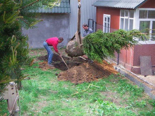 Посадка ели на участке