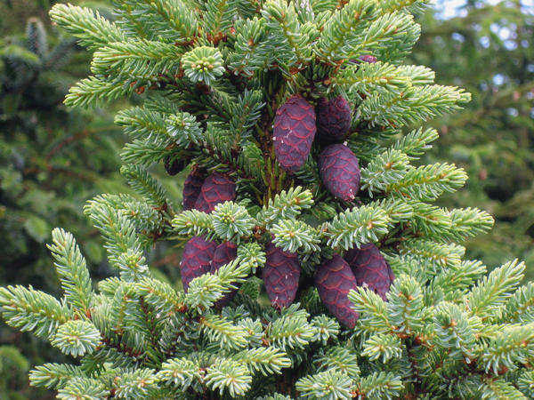 Черная ель (Picea mariana). Фото с сайта wikimedia.org