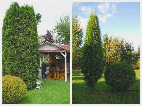 Хвойные деревья можно выращивать любого размера и формы.