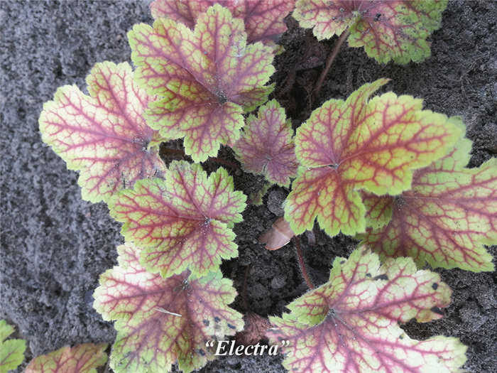Electra