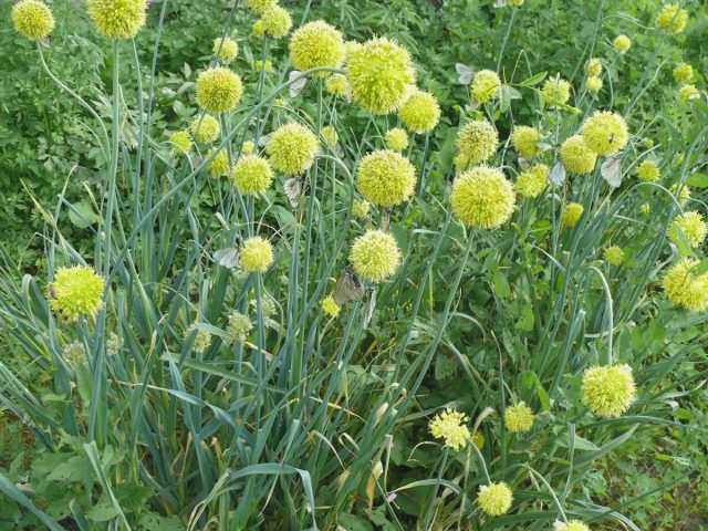 Репчатый лук (Allium obliquum)