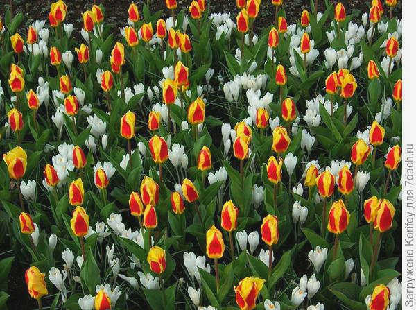 Jeanne d&#39;Arc и Tulip Stresa _