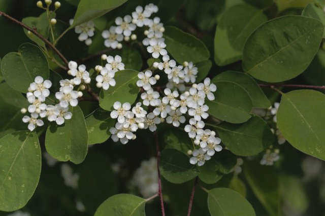 Ирис многоцветковый (Polygonum multiflorum)