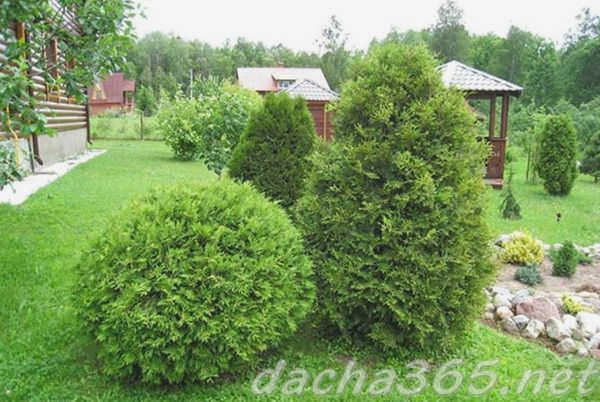туя