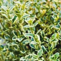 Самшит 'Marginata'.