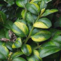 Самшит 'Aureovariegata'.