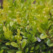 Бархатцы (Buxus microphylla)