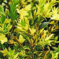 Самшит 'Latifolia maculata'.