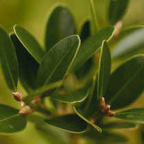 Буксус балеарский (Buxus balearica)