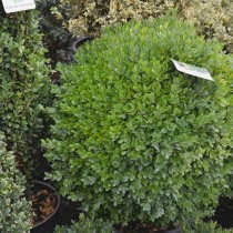 Самшит вечнозеленый (Buxus sempervirens)