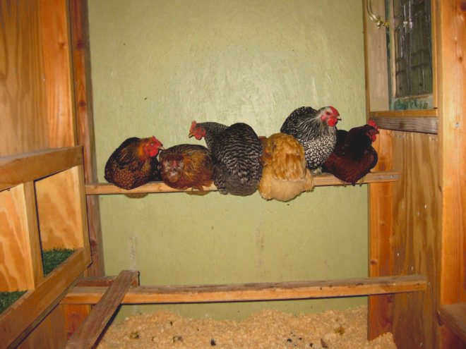 Зимний курятник на 10 кур