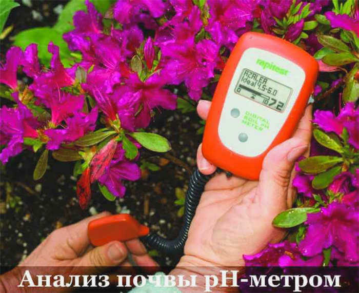 Ликоподий или платан