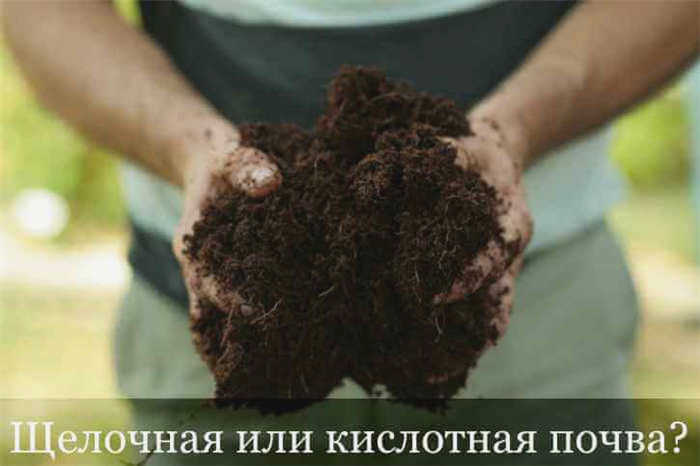 Болотный и другие зеленые мхи