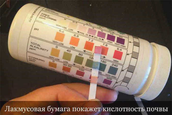 Дикая нога