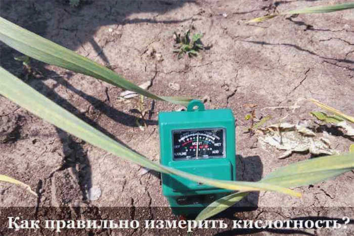 Белокрылка