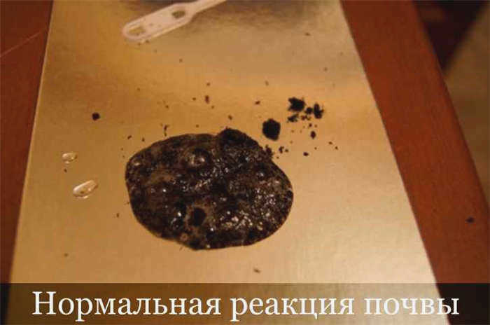 Определение кислотности почвы с помощью уксуса