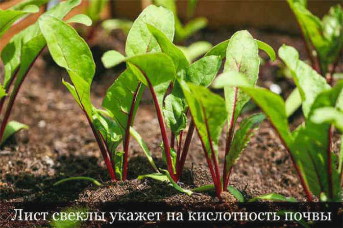 Кислый щавель