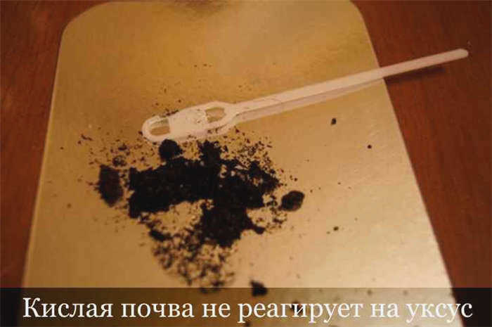 Кислая почва не реагирует на уксус
