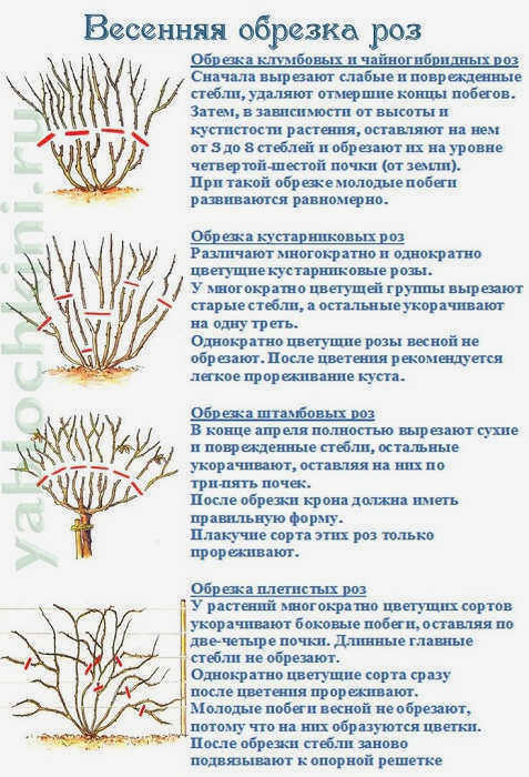 обрезка роз весной