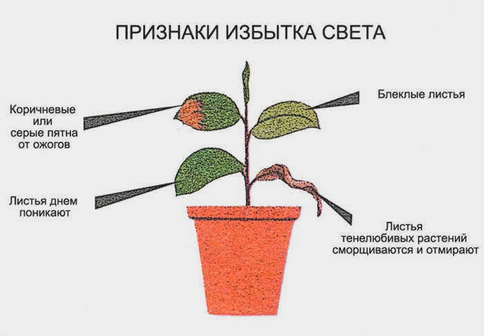 Признаки избытка света