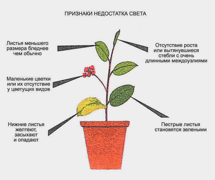 Признаки недостатка света
