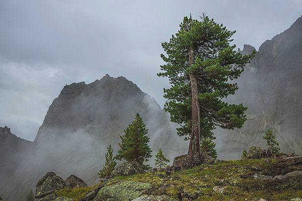 кедры в горных районах