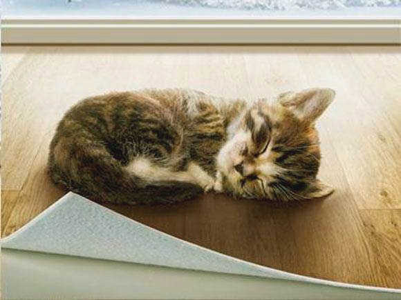 Кошка на линолеуме