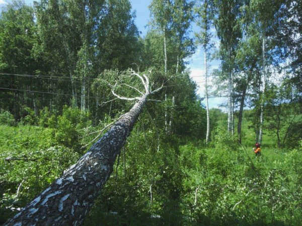 Упавшая береза