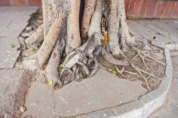 Корни
