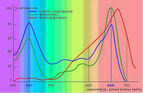 Влияние света на рост растений