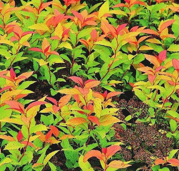 Спирея японская Spiraea japonica Goldflame