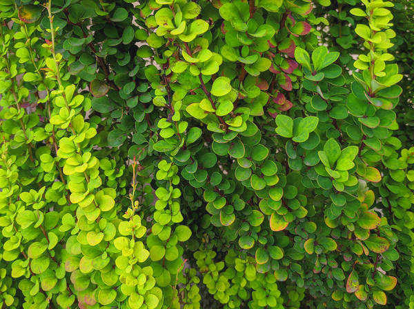 Berberis Thunberga Erecta
