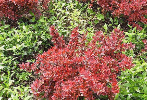 Berberis Thunberga 'Atropurpurea', фото художника