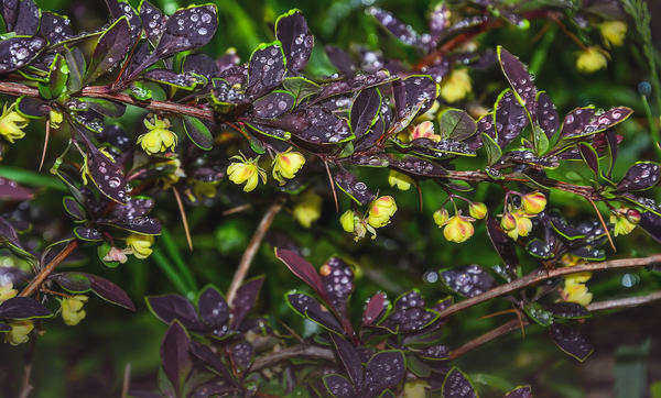 Berberis Thunberga Coronita