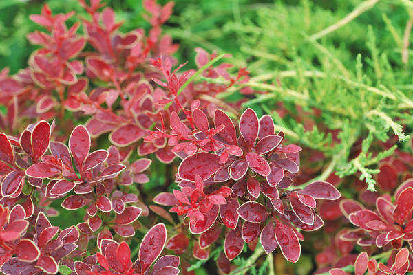 Berberis Thunberga Golden Ring