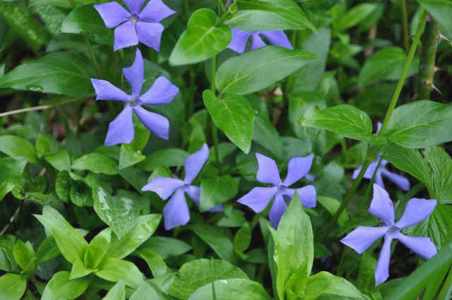 Перивинкль (Vinca herbacea)