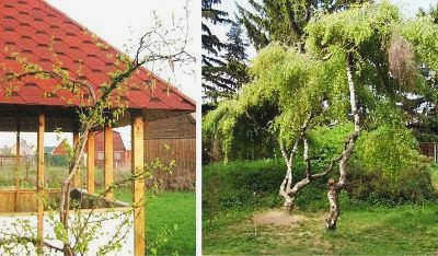 Береза с заплетенными ветвями