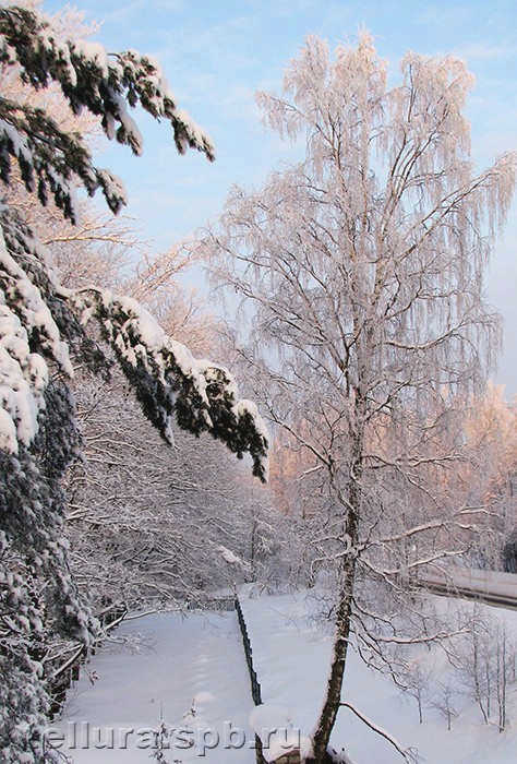 Силуэтная фотография березы зимой