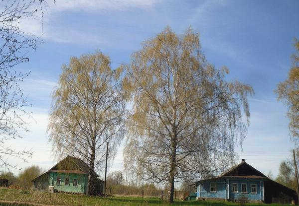 Стоит ли сажать лесные деревья в сельской местности?
